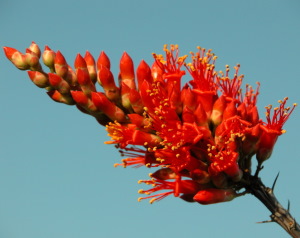 photo of flowering ocotillo 