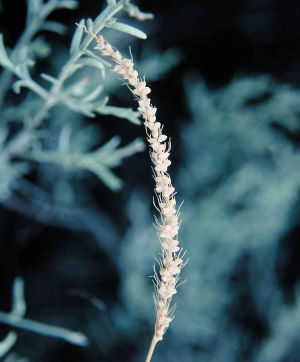 photo of a plains bristlegrass seed head