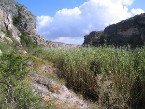 photo of dense stand of common reed