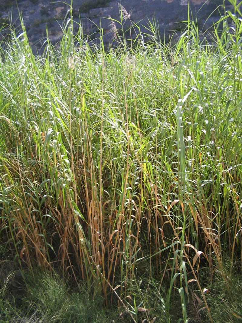 photo of dense stand of common reed