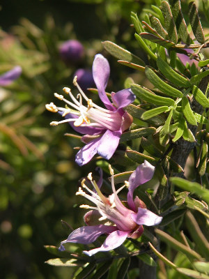 photo of Guayacn flower