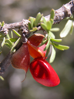 photo of Guayacn fruit and seed