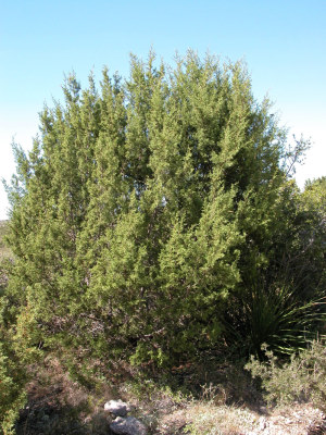 photo of Red berry juniper tree