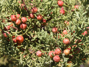 photo of Red berry juniper cones (berries)