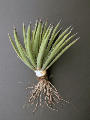 photo of lechuguilla plant