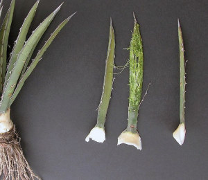 photo of white lechuguilla leaf bases