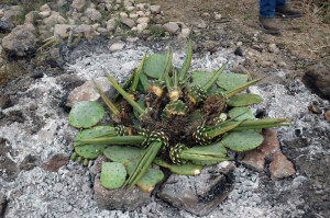 photo of prickly pear pads used as a green packing layer supporting the trimmed lechuguilla hearts placed upon hot rocks for cooking