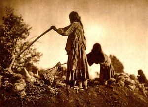 photo of Apache women loading dozens of trimmed mescal, or agave, hearts into an earth oven