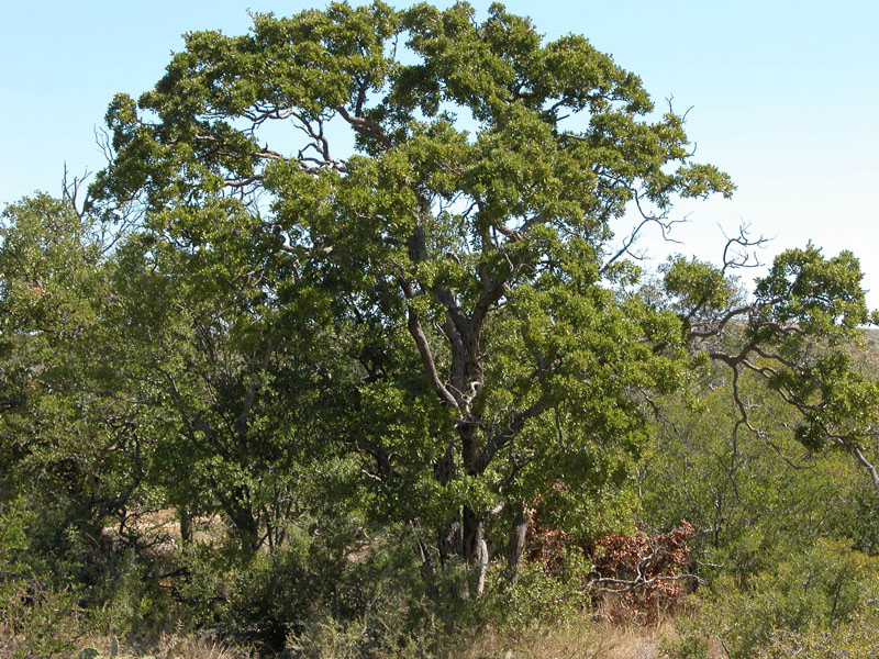 photo of Vasey Shin Oak