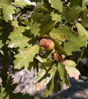 photo of Vasey shin oak leaves and acorns