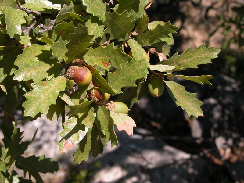 photo of Vasey shin oak leaves and acorns