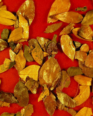 photo of dried oak leaves