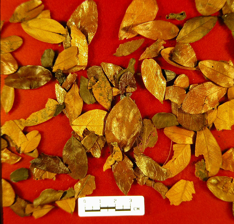 photo of dried oak leaves