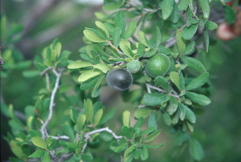 photo of persimmon fruit and leaves