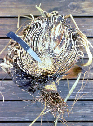 photo of a desiccated sotol heart