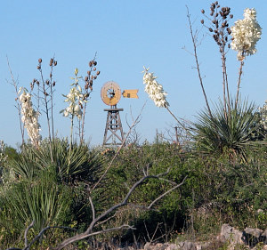 photo of yuccas
