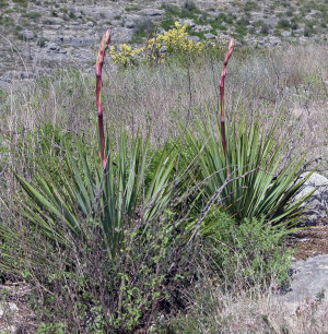 photo of yucca stalks