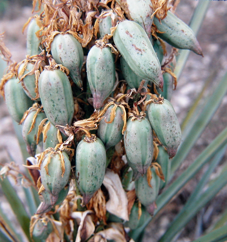 Prickly Pear