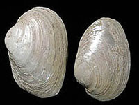 Mussel shells such as these may be remnants of a meal or were saved as an ingredient (lime) for making plaster. 