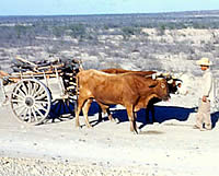 oxcart