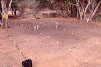 Midden during excavation; tennis balls top the stakes at corners of excavation units.