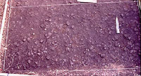 Close-up view of midden surface as it was exposed during excavation. Photo by Chuck Hixson.