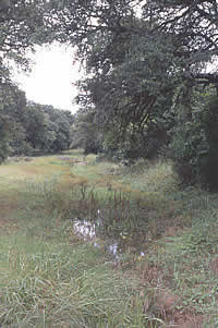 Small arroyos and wet-weather creeks, such as this stream flowing north of the site area, would have provided a moist environment for wild onions and other plant foods important to prehistoric peoples.
