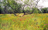 Wildflowers blanket the site area prior to excavations. Photo by Gene Schaffner.