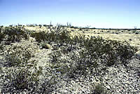 photo of middens