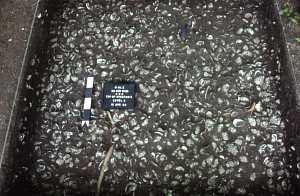 Image of Top of a oyster-shell midden in Block 3.