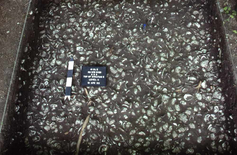 Image of Top of a oyster-shell midden in Block 3.