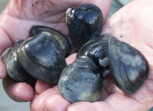 Image of Rangia clam shells.