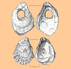 Image of Perforated oyster shells.