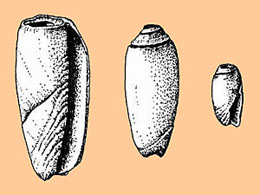 Image of Olive shell tinklers.
