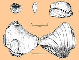 Image of Various modified bivalves.