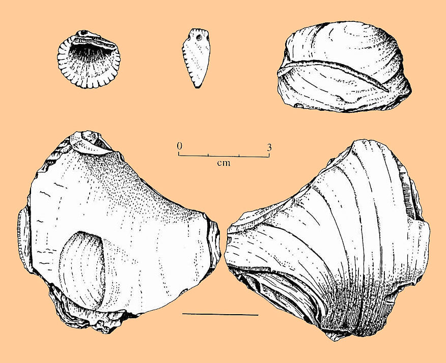 Image of Various modified bivalves.