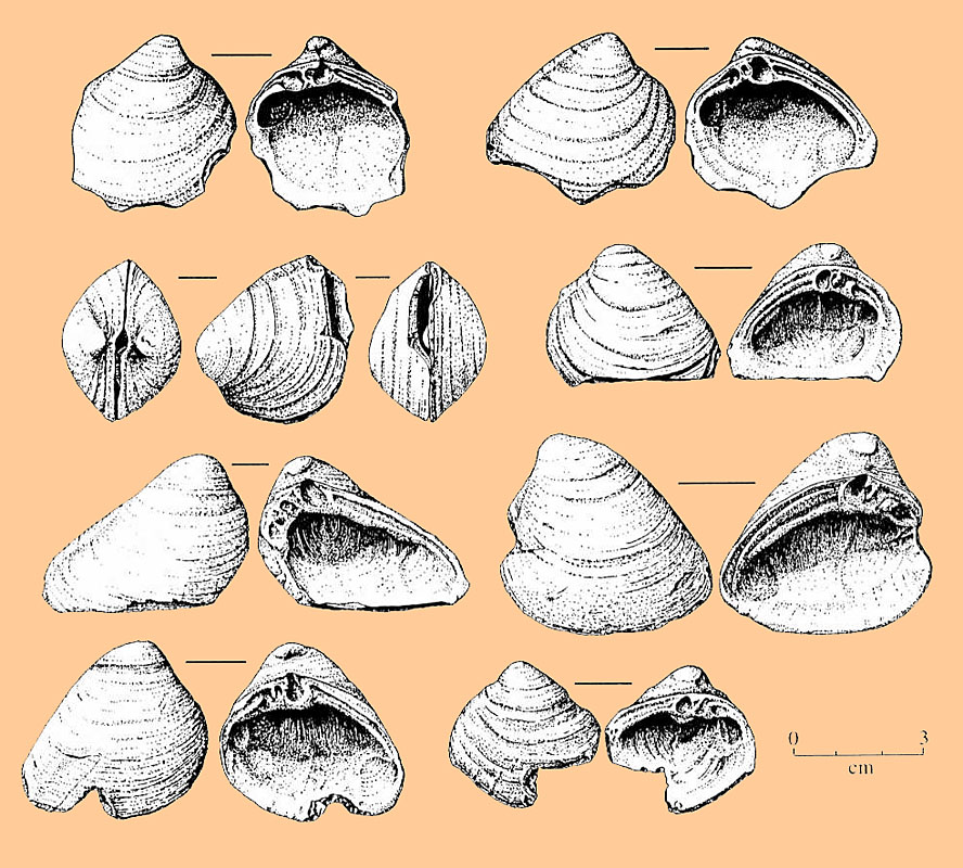Image of Rangia cuneata clam shells.