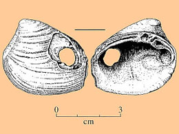 Image of Rangia shell.