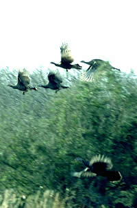 Wild turkeys take flight