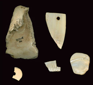 photo of marine and freshwater shell fragments