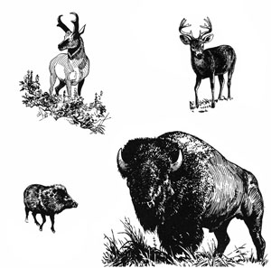 illustration of fauna