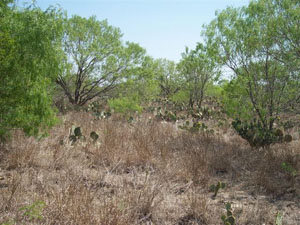 photo of mesquite trees