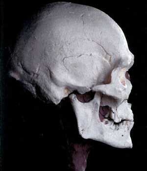 photo of reconstruction of the skull of the adult male