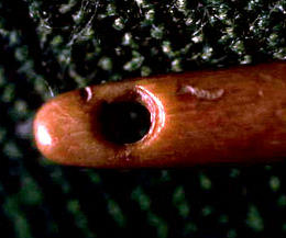 closeup photo of bone needle