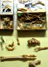 photo of modern animal bones