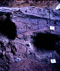 photo of looter's holes