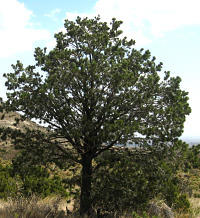 photo of a Pinyon and juniper stand near Guadalupe Mountains
