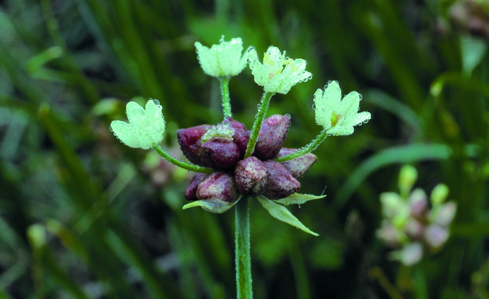 Photo of onion plant in flower