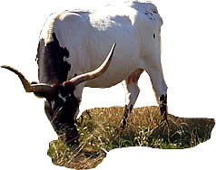 photo of longhorn grazing