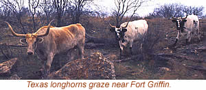 photo of longhorns grazing near Ft. Griffin